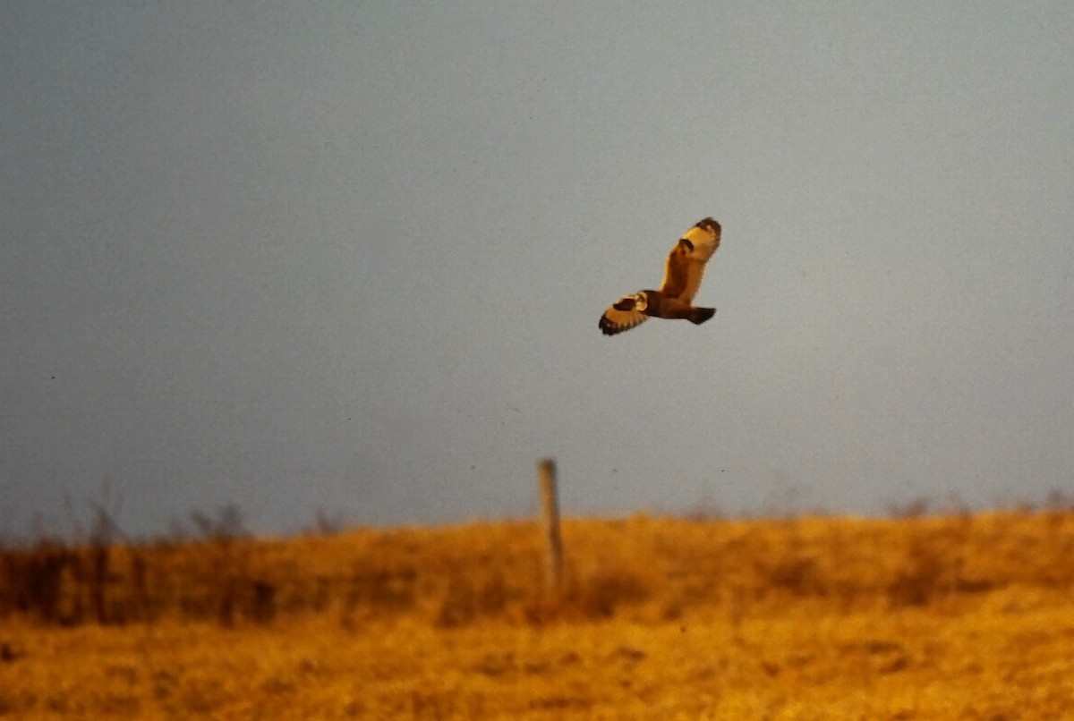 Болотная сова - ML646649564