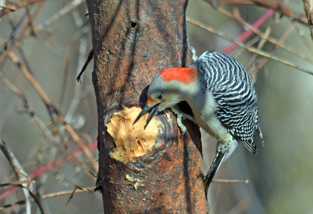 Red-bellied Woodpecker - ML646649565