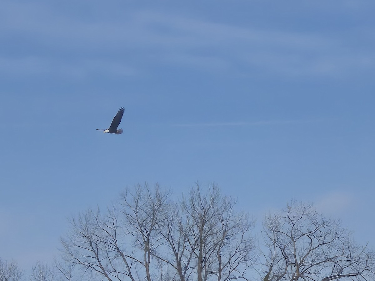 Ak Başlı Kartal - ML646649566