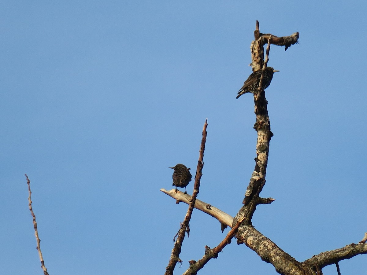 špaček obecný - ML646649572