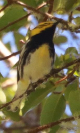 Townsend's Warbler - ML646649573