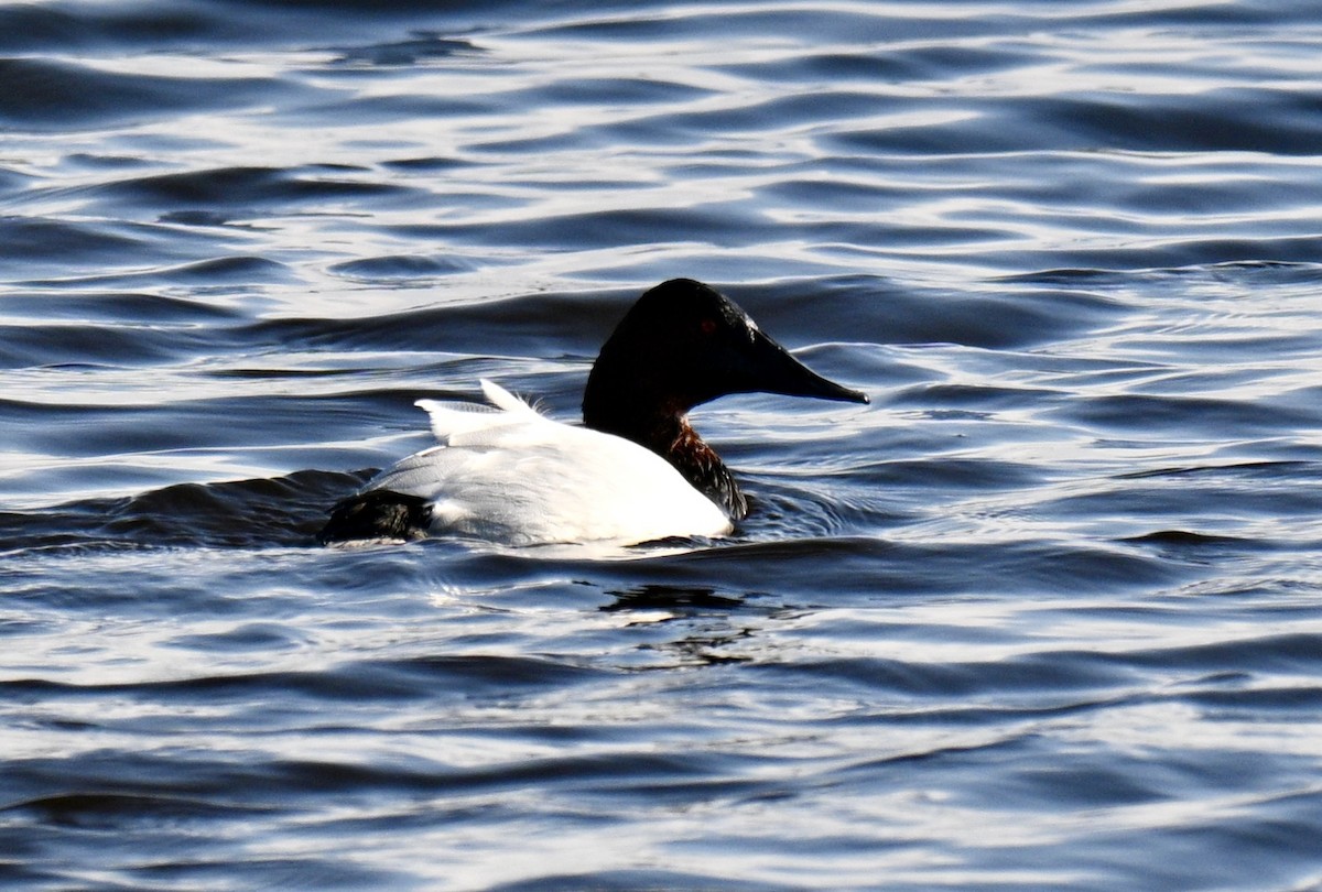 Porrón Coacoxtle - ML646649577