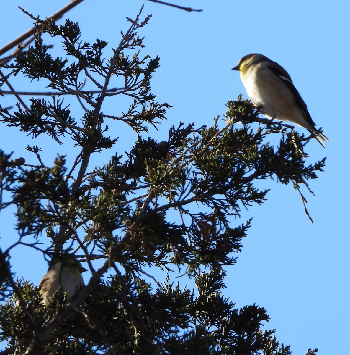 American Goldfinch - ML646649583