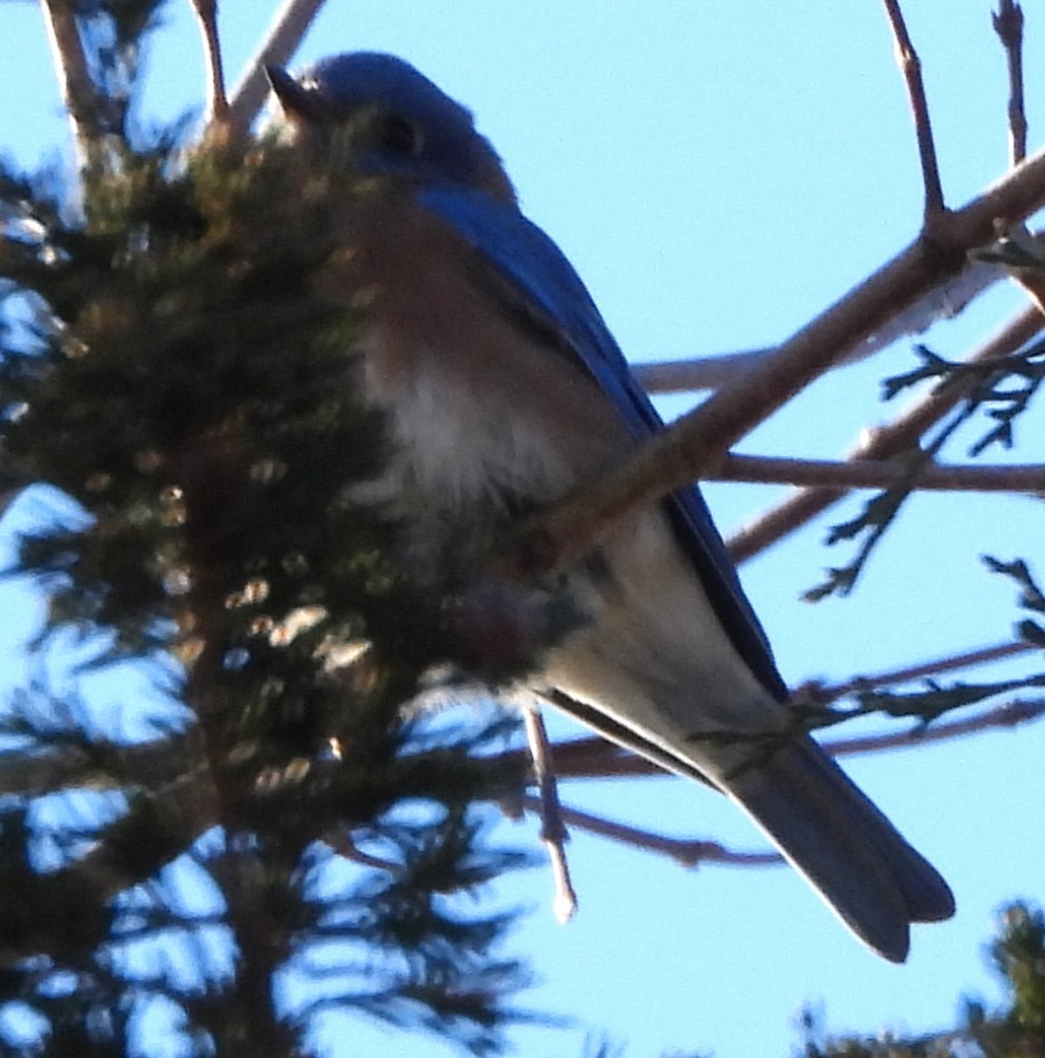 Eastern Bluebird - ML646649587