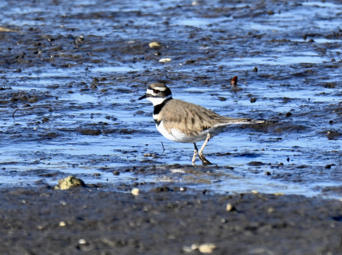 Chorlitejo Culirrojo - ML646649588