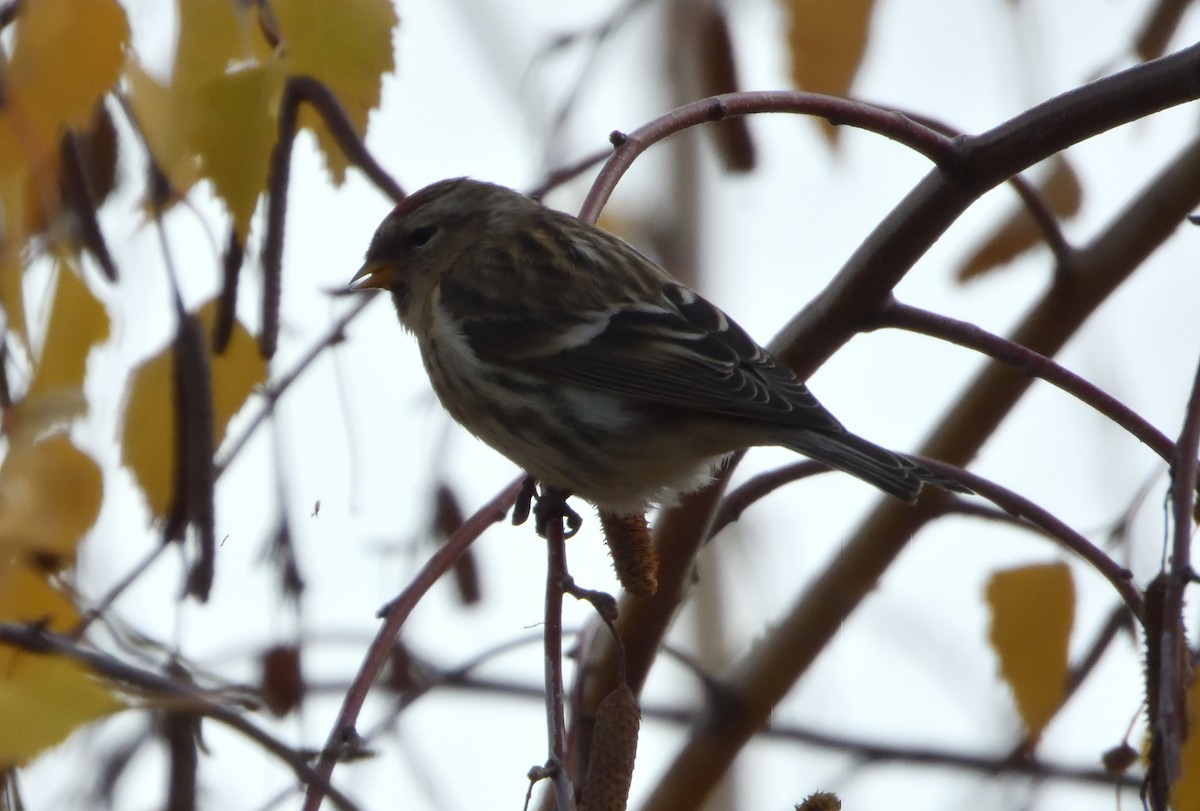 Redpoll (Lesser) - ML646649598