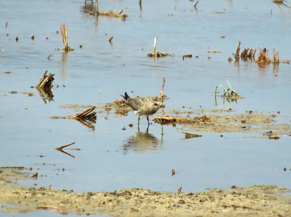 Collared Pratincole - ML646649599