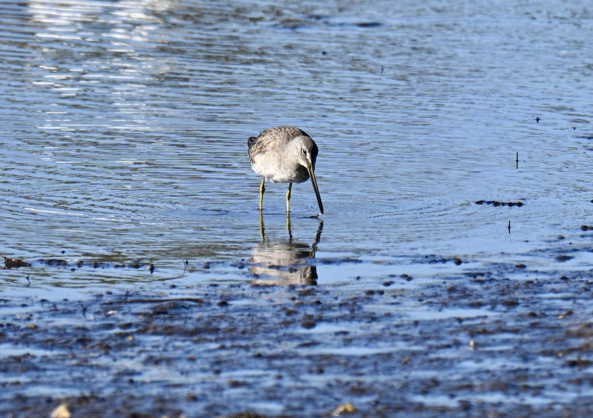 Agujeta Escolopácea - ML646649600