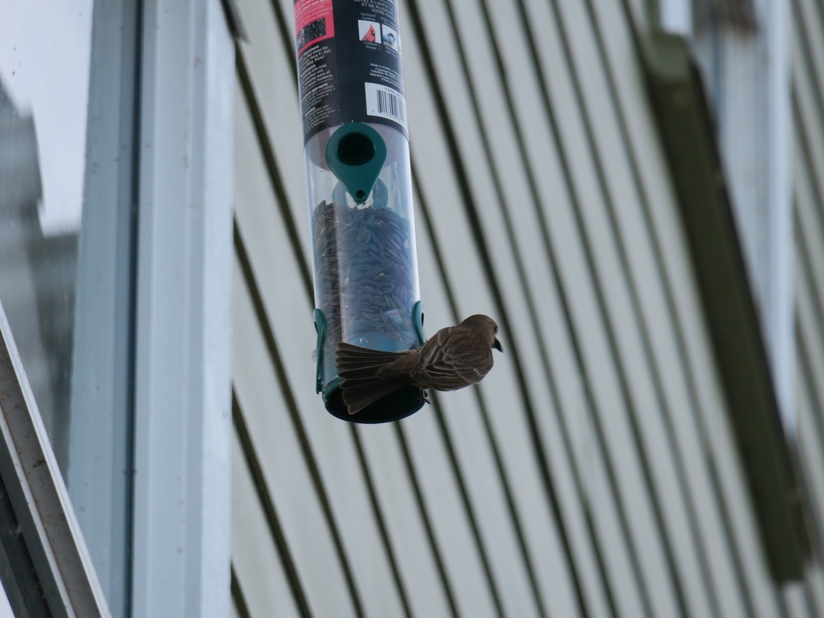 čížek žlutý - ML646649601