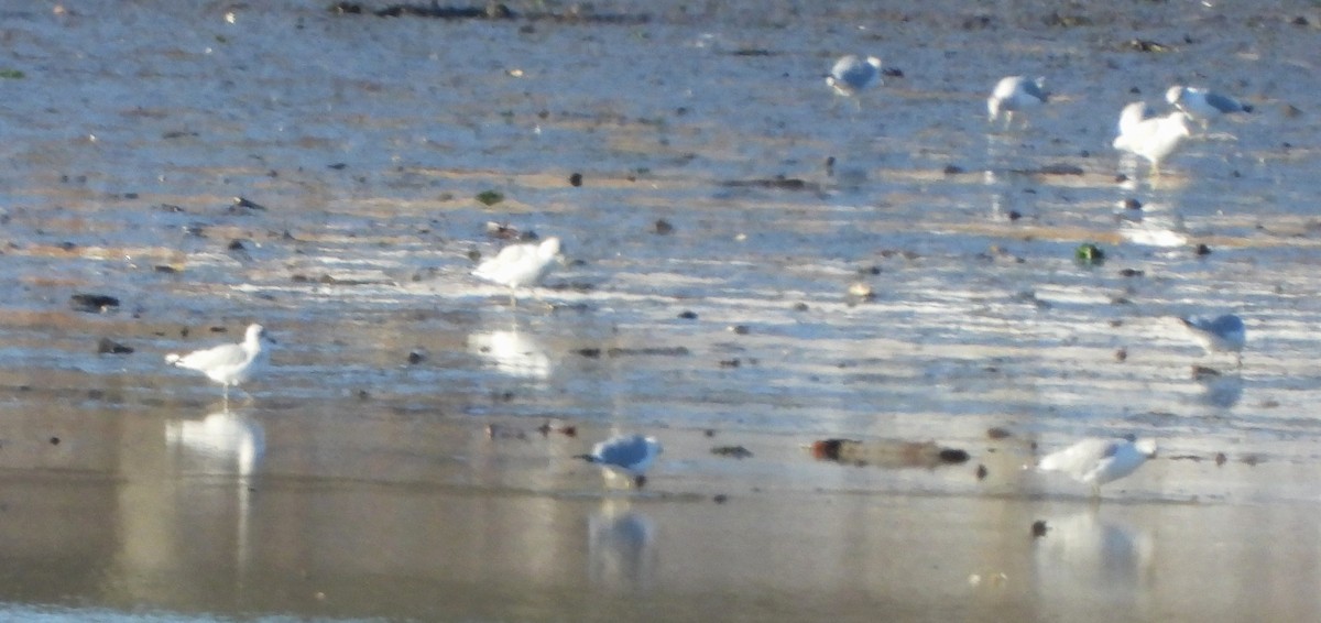 Ring-billed Gull - ML646649602