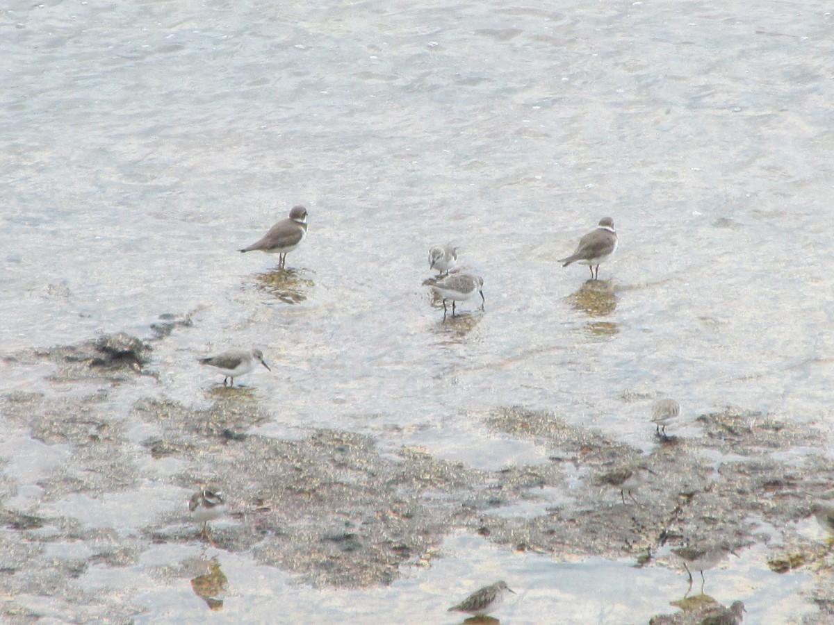 Semipalmated Plover - ML646649603