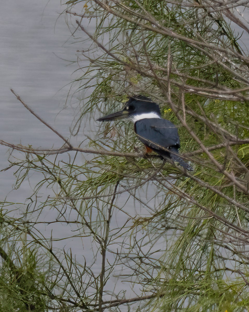 Green Kingfisher - ML646649605