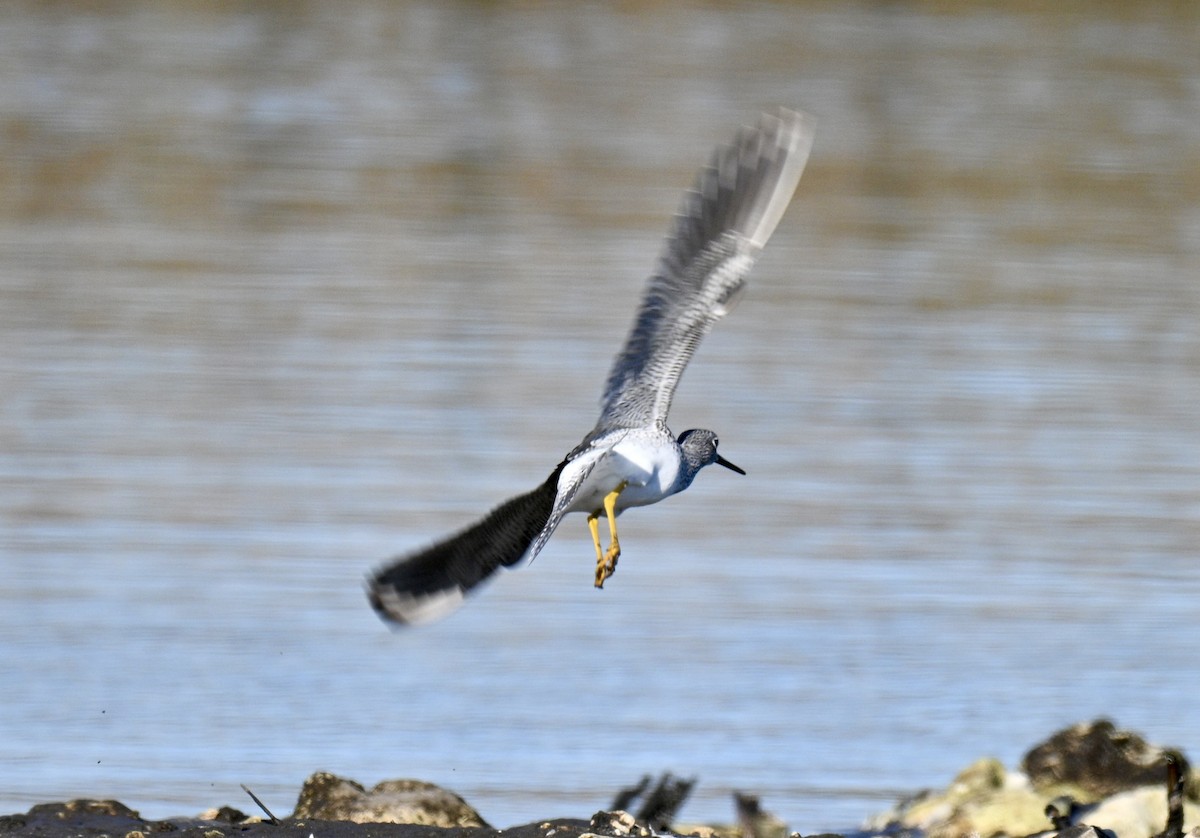 Archibebe Patigualdo Grande - ML646649606