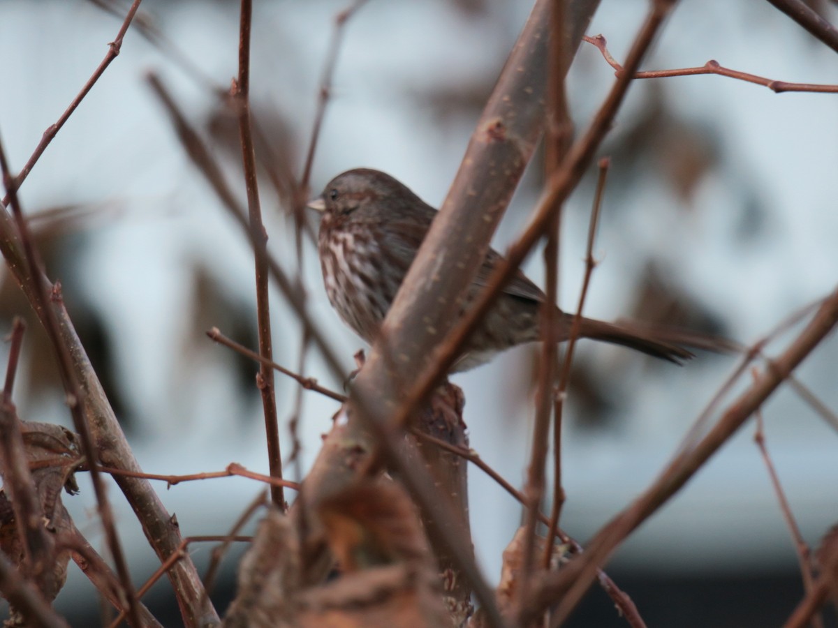 strnadec zpěvný - ML646649609