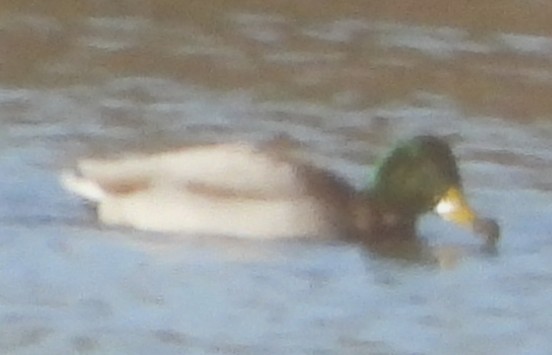 Зэрлэг нугас - ML646649614