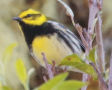 Townsend's Warbler - ML646649615