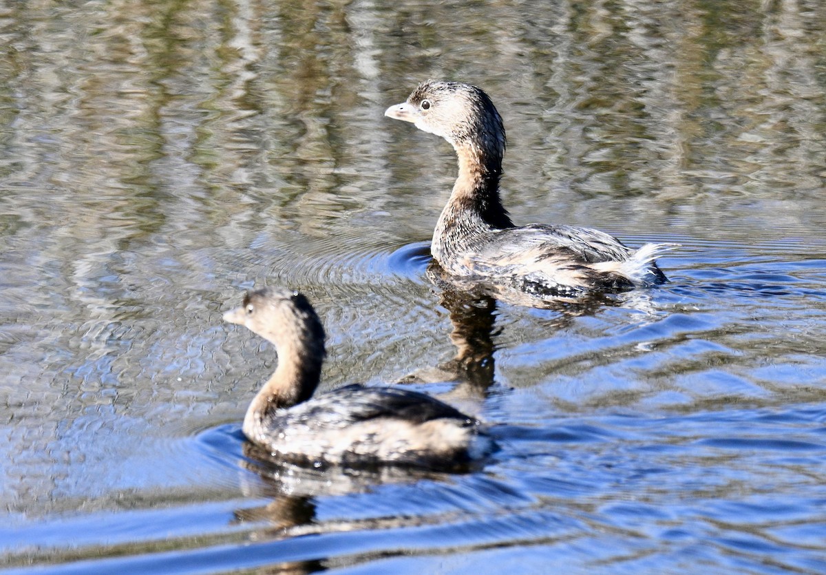 Zampullín Picogrueso - ML646649617