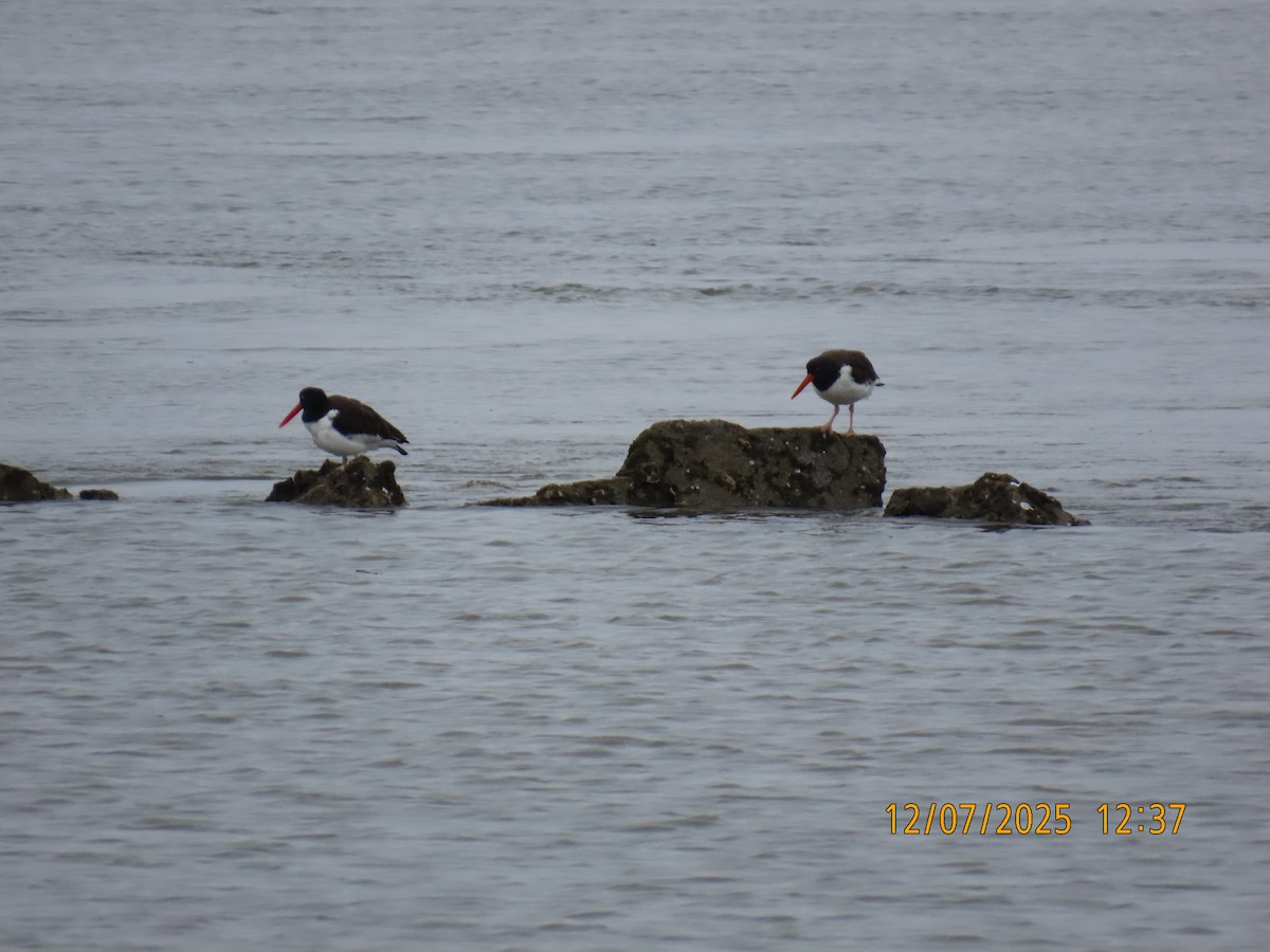 American Oystercatcher - ML646649618