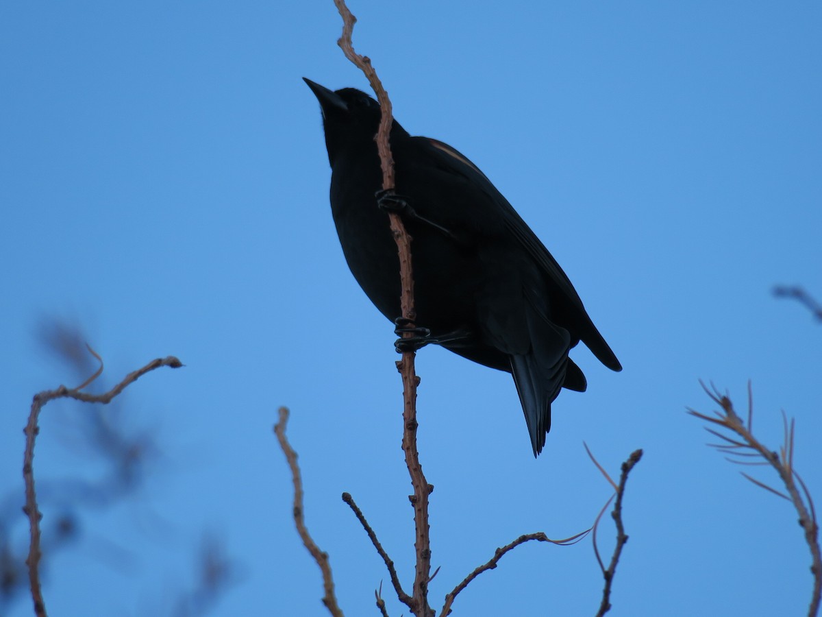 vlhovec červenokřídlý - ML646649619