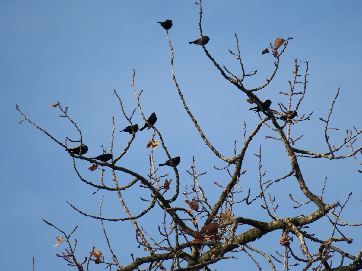 vlhovec červenokřídlý - ML646649620