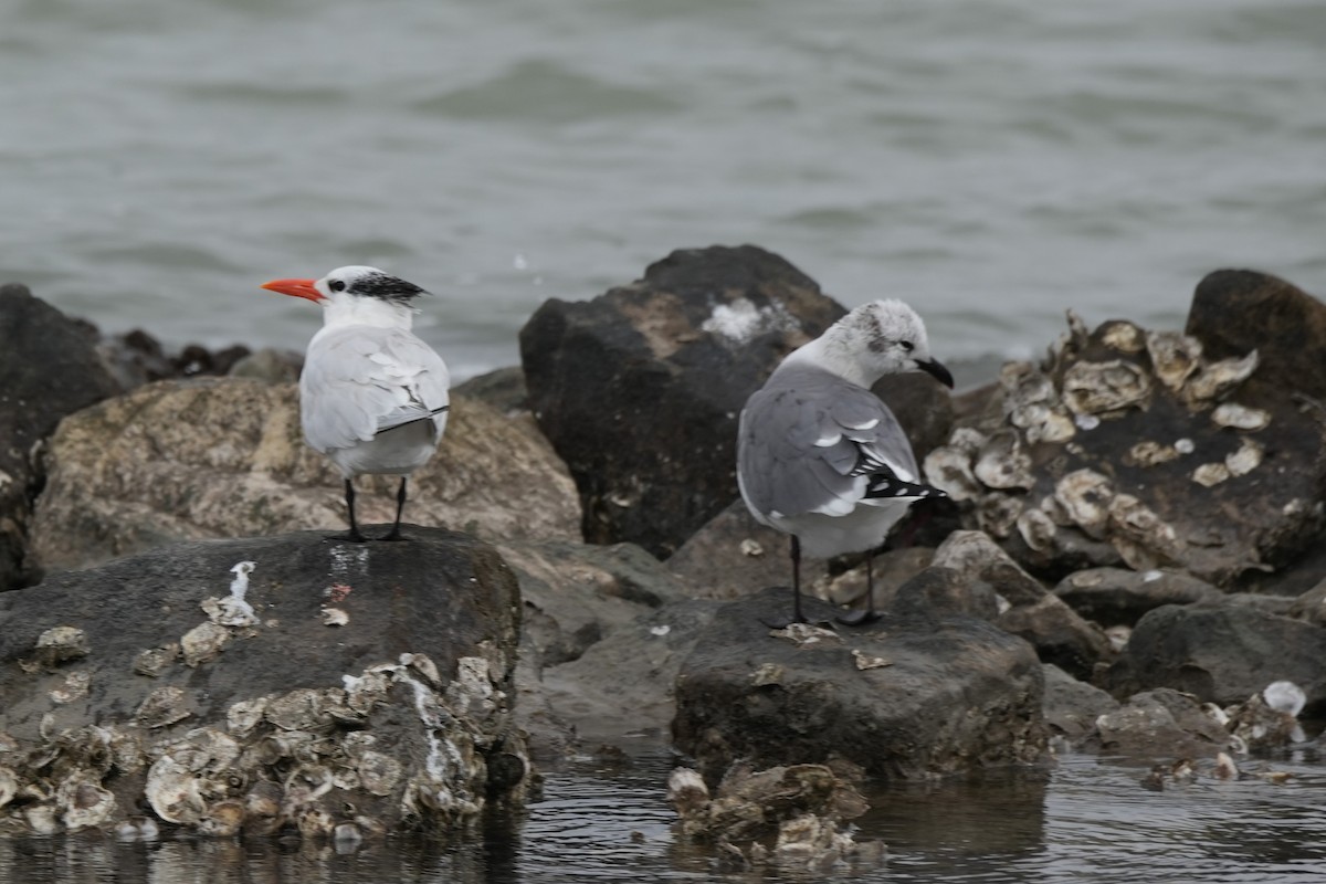 שחף צוחק - ML646649621