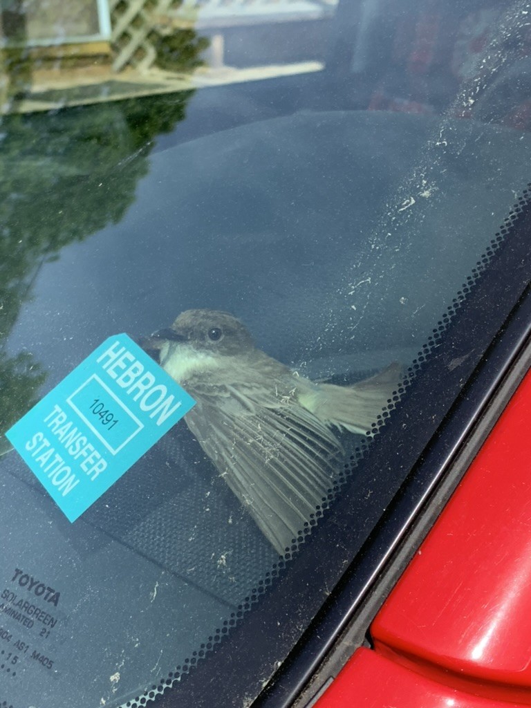 Eastern Phoebe - ML646649623