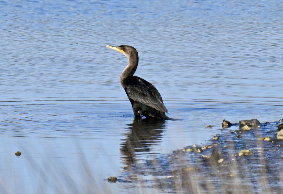 Cormorán Orejudo - ML646649625