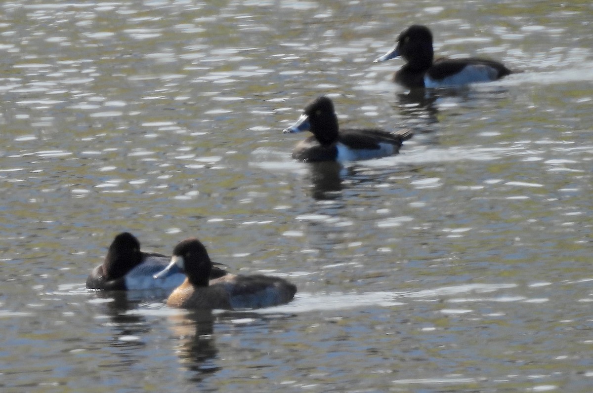 Lesser Scaup - ML646649627