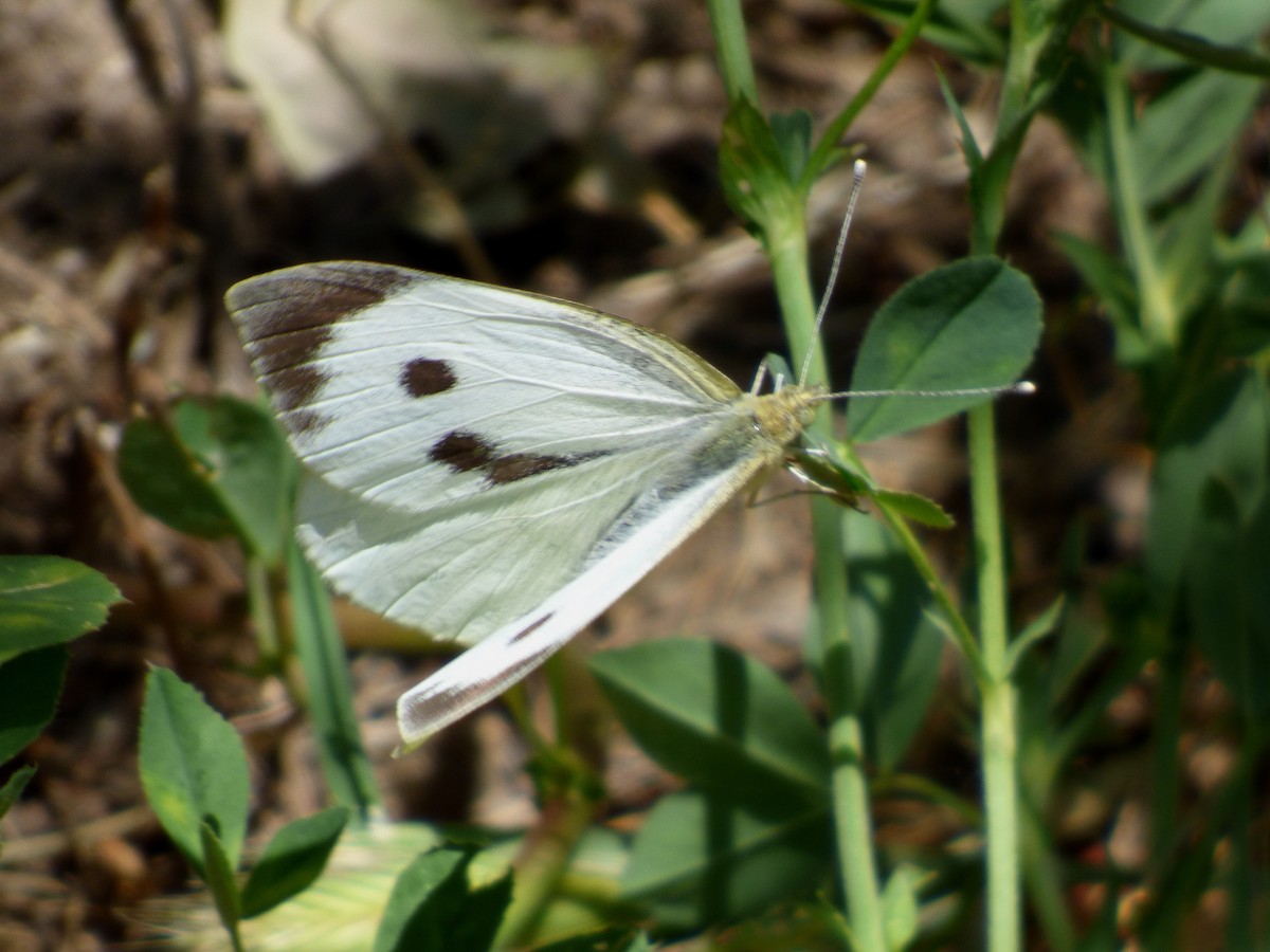 Large White - ML646649628