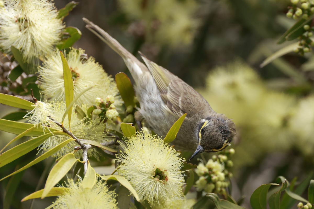 Yellow-faced Honeyeater - ML646649629
