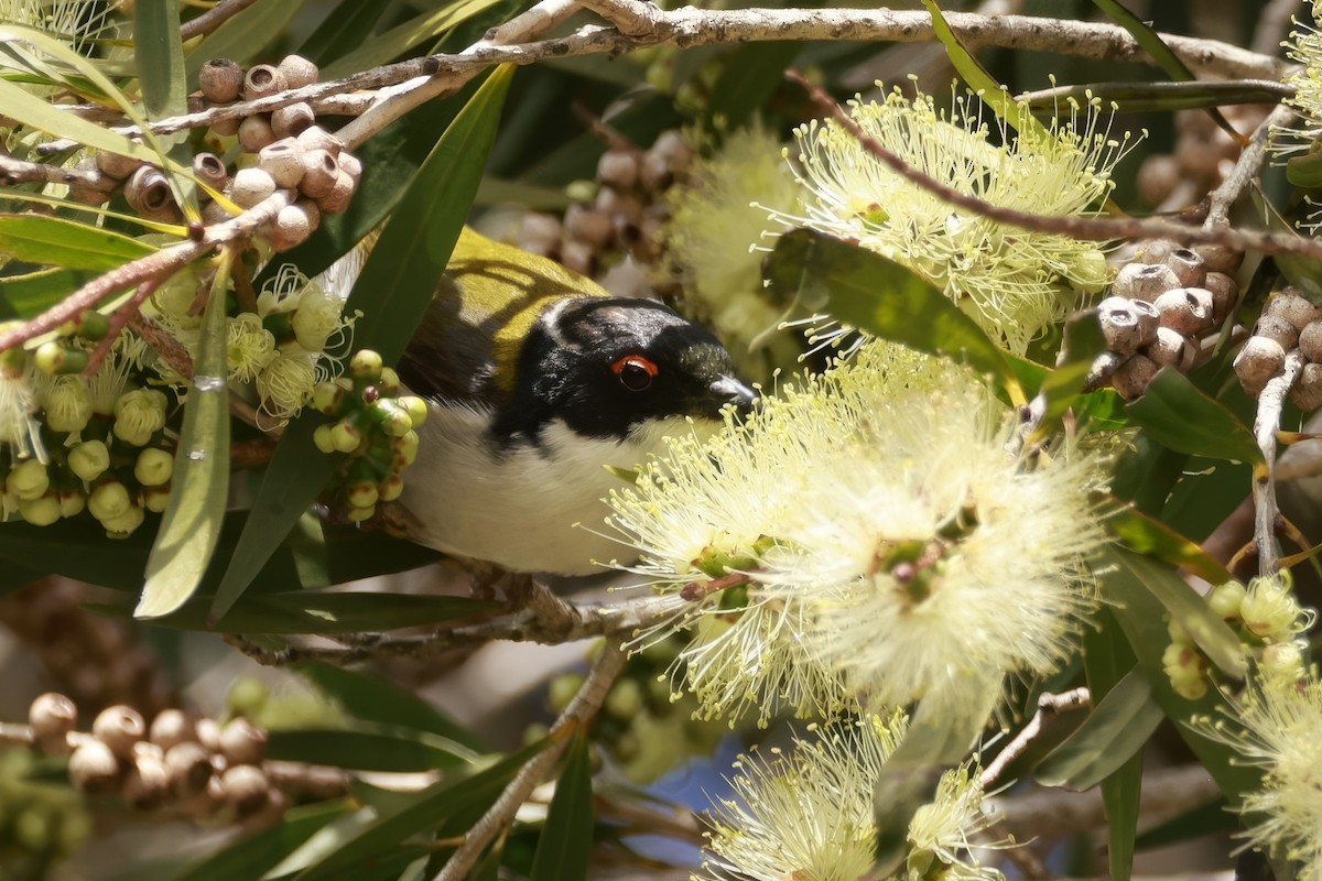 White-naped Honeyeater - ML646649631