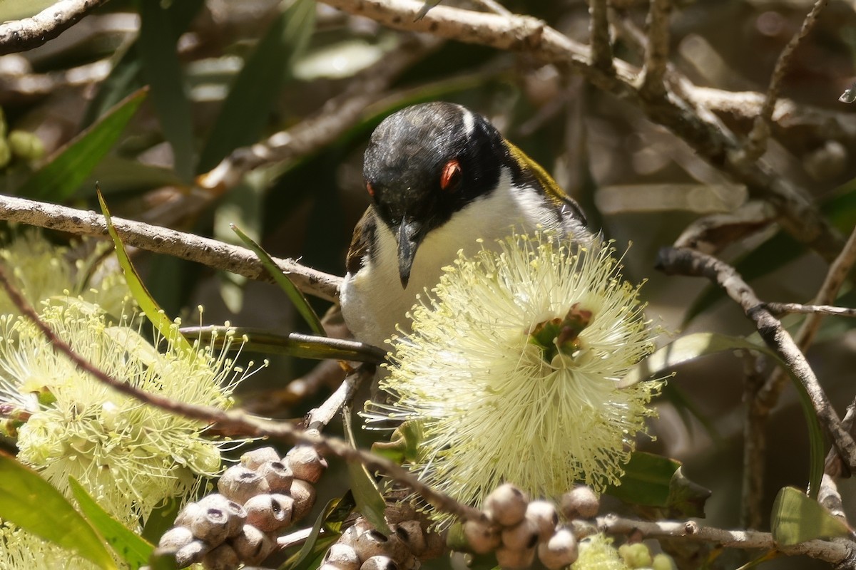 White-naped Honeyeater - ML646649632