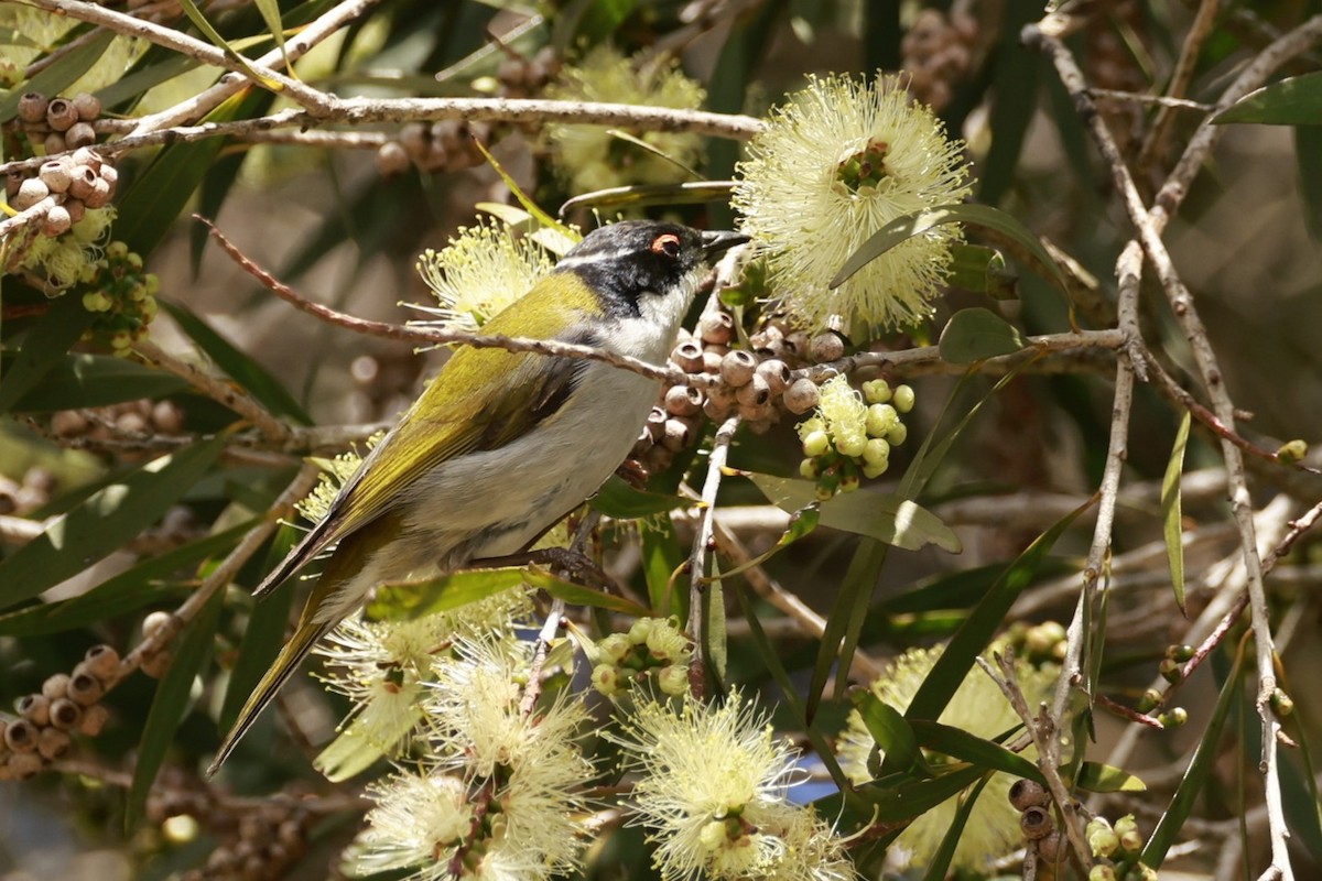 White-naped Honeyeater - ML646649633