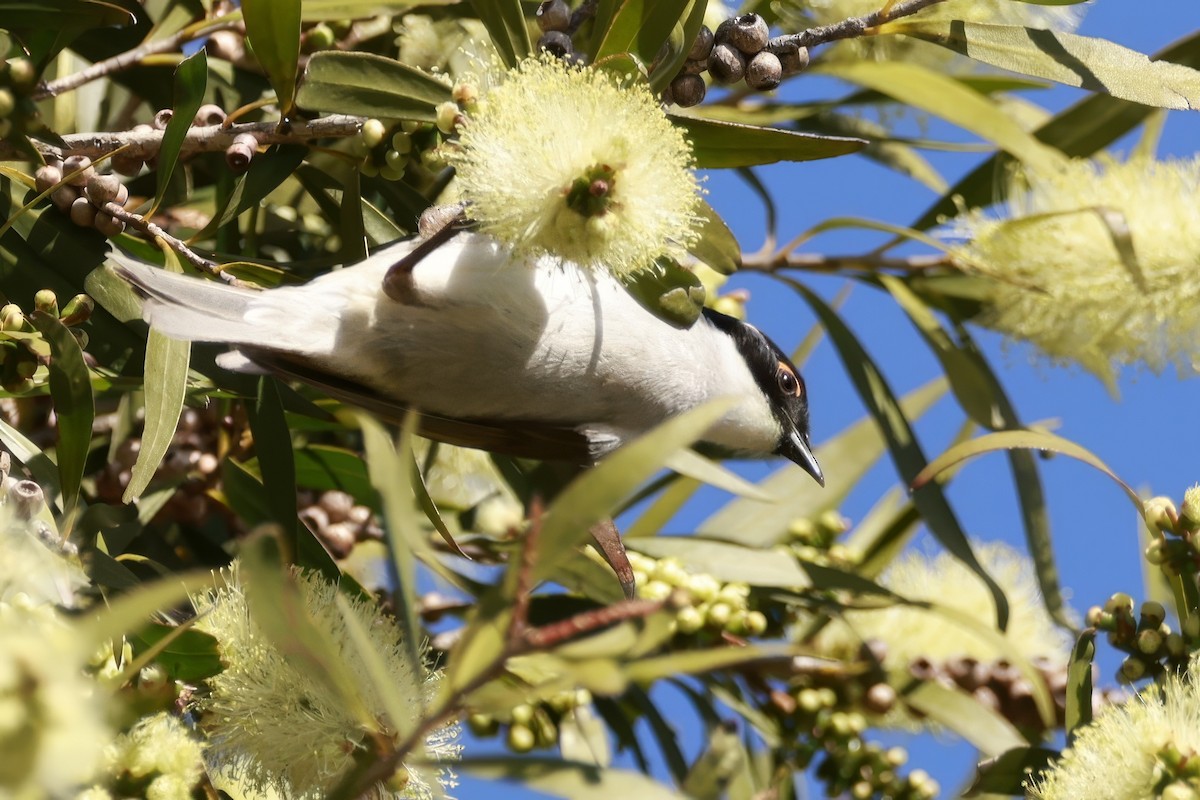White-naped Honeyeater - ML646649634