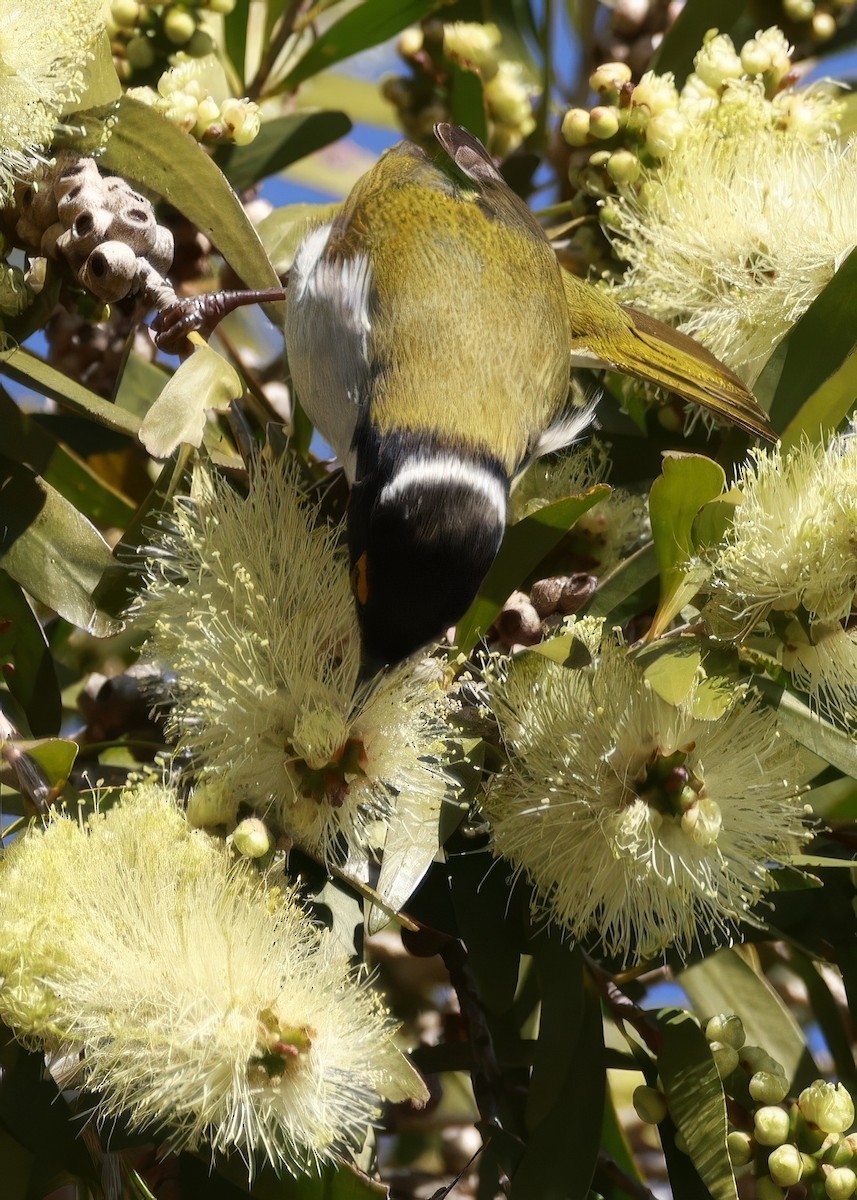 White-naped Honeyeater - ML646649635