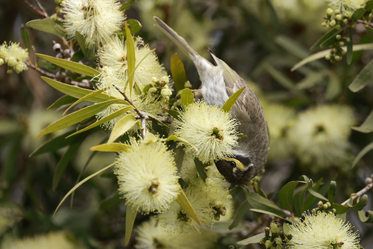 Yellow-faced Honeyeater - ML646649636