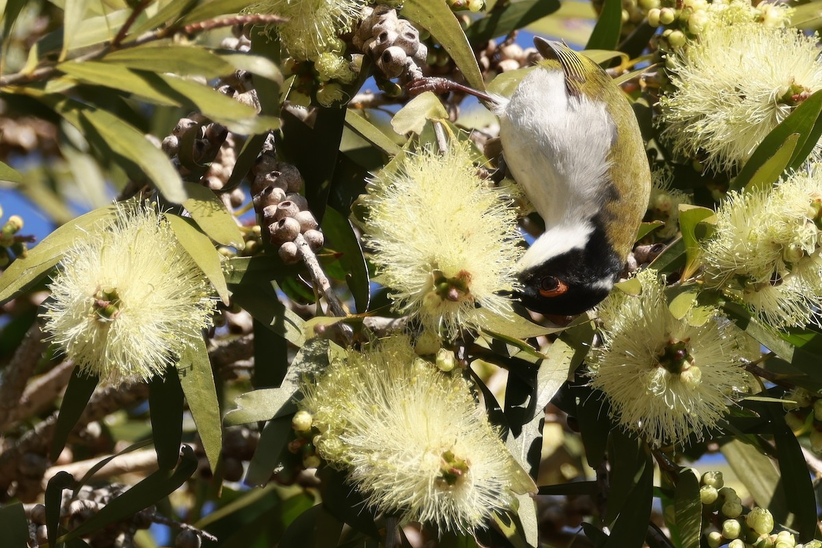White-naped Honeyeater - ML646649637