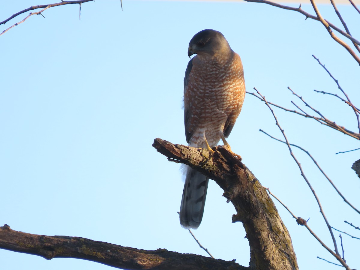 Cooper's Hawk - ML646649641
