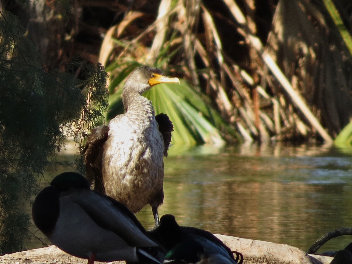 Double-crested Cormorant - ML646649643