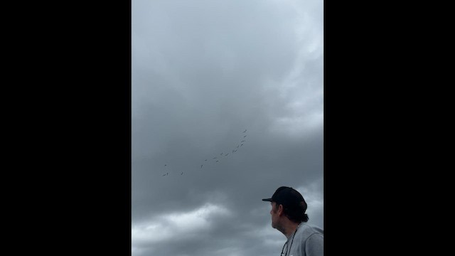 Alcatraz Atlántico - ML646649646