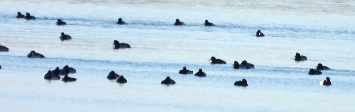 Алаг шунгаач - ML646649647