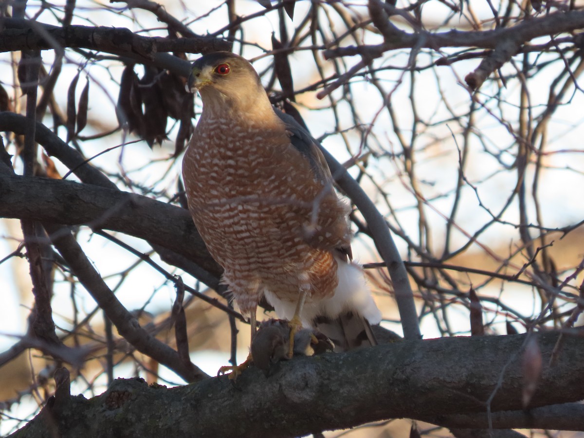 Cooper's Hawk - ML646649648