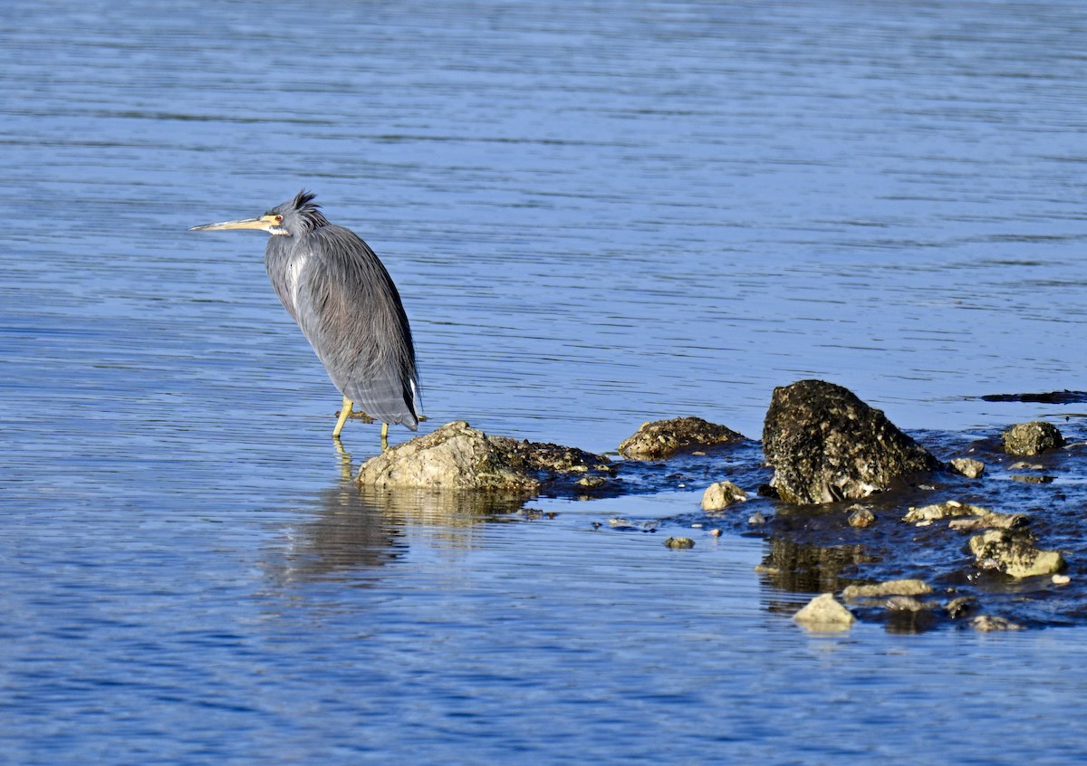 Garceta Tricolor - ML646649649