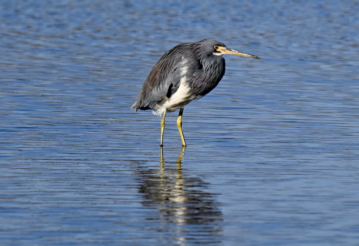 Garceta Tricolor - ML646649650
