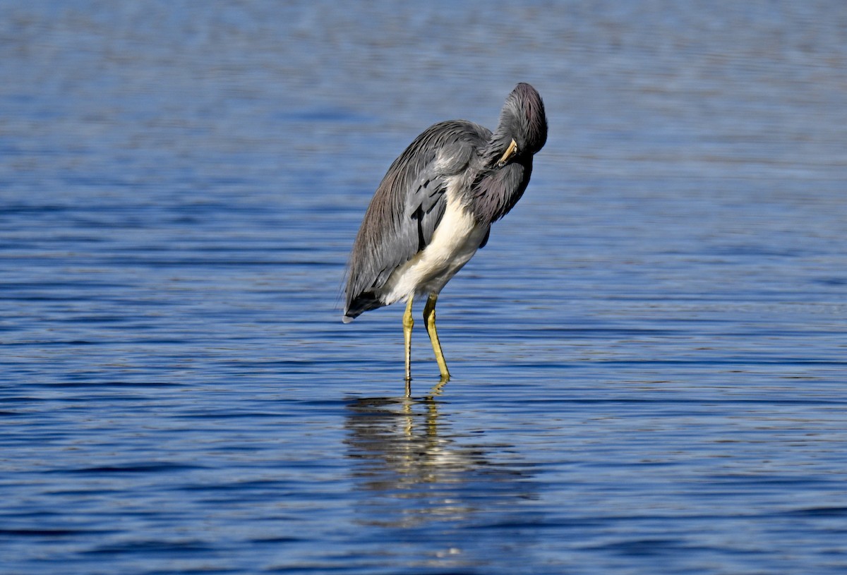 Garceta Tricolor - ML646649651