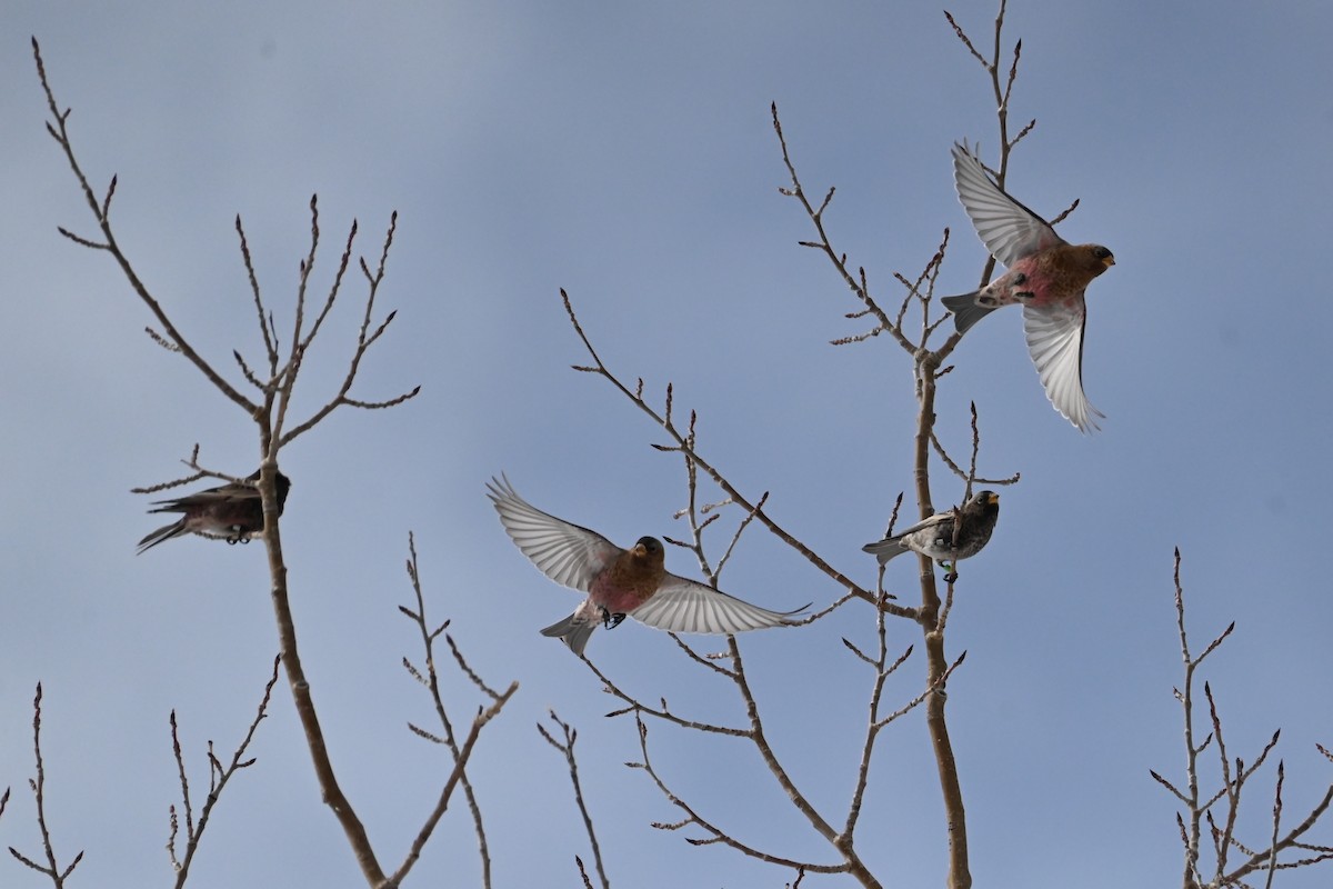 pěnkavice coloradská - ML646649659