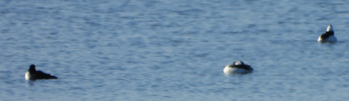 Bufflehead - ML646649662