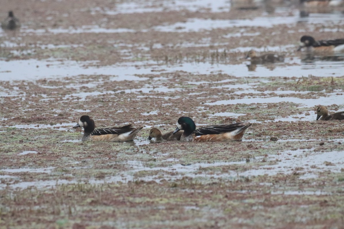 Chiloe Wigeon - ML646649665