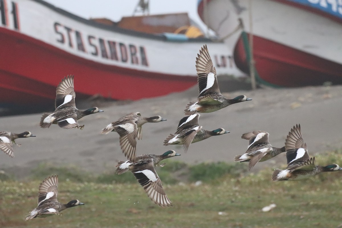 Chiloe Wigeon - ML646649666