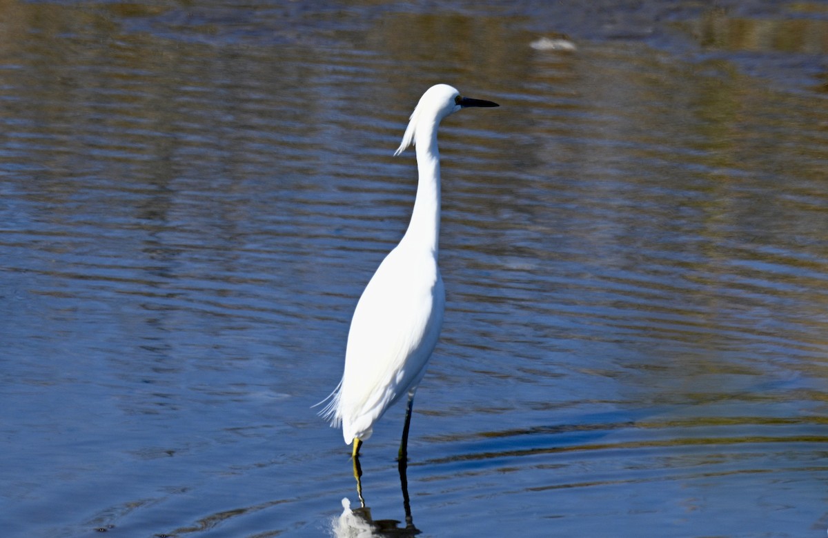 Garceta Nívea - ML646649667